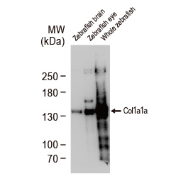 Zebrafish-antibodies-Col1a1a