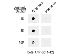 beta Amyloid (1-42) antibody – Conformation Specific_1