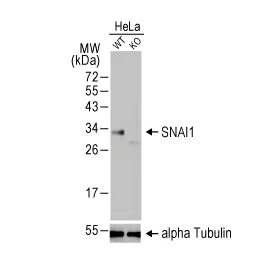 SNAI1 antibody [HL2303] (GTX638370)
