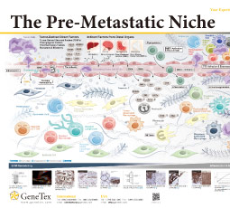The Pre-Metastatic Niche