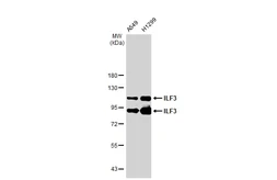 Anti-ILF3 antibody [GT1247] used in Western Blot (WB). GTX02844