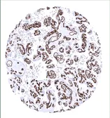 Anti-CD34 antibody [MSVA-034R] HistoMAX&trade; used in IHC (Paraffin sections) (IHC-P). GTX04386