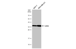 Anti-LDHA antibody used in Western Blot (WB). GTX101416