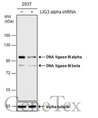 Anti-DNA ligase III antibody used in Western Blot (WB). GTX103172