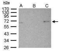 Anti-AMPK alpha 2 antibody used in Immunoprecipitation (IP). GTX103487
