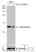 Anti-Cytochrome C antibody used in Western Blot (WB). GTX108585