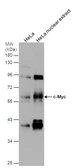 Anti-c-Myc antibody [N1], N-term used in Western Blot (WB). GTX109636