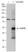 Anti-CXCR4 antibody used in Western Blot (WB). GTX129719