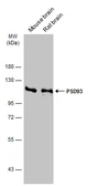 Anti-PSD93 antibody used in Western Blot (WB). GTX133250