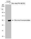 envelopeprotein,spikeprotein zika virus envelope protein抗体