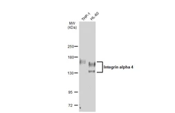 Anti-Integrin alpha 4 antibody used in Western Blot (WB). GTX133643