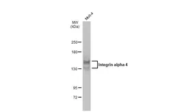 Anti-Integrin alpha 4 antibody used in Western Blot (WB). GTX133646
