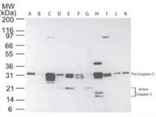 Anti-Caspase 3 antibody [31A1067] used in Western Blot (WB). GTX13585