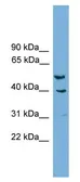 Anti-A2BP1 antibody used in Western Blot (WB). GTX17554