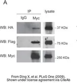 Anti-c-Myc antibody [9E10] used in Western Blot and Immunoprecipitation (WB IP). GTX20032