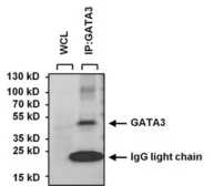 Anti-GATA3 antibody [1A12-1D9] used in Immunoprecipitation (IP). GTX30600
