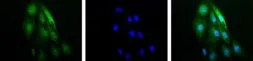 Anti-HIF1 alpha antibody used in Immunocytochemistry/ Immunofluorescence (ICC/IF). GTX30647