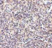 Anti-ATG5 antibody used in IHC (Paraffin sections) (IHC-P). GTX31372