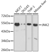 Anti-JNK2 antibody used in Western Blot (WB). GTX32689