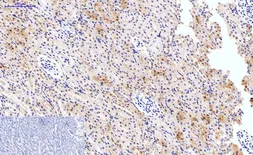 Anti-HAO1 antibody [Mix] used in IHC (Paraffin sections) (IHC-P). GTX33987