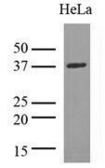Anti-LDHA antibody [AT1A4] used in Western Blot (WB). GTX50001