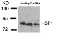Anti-HSF1 antibody used in Western Blot (WB). GTX50535