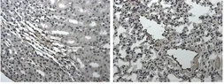 Anti-EphB4 antibody [6A14] used in IHC (Paraffin sections) (IHC-P). GTX53145