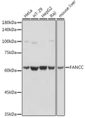 Anti-FANCC antibody used in Western Blot (WB). GTX53977