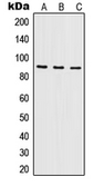 Anti-ILF3 antibody used in Western Blot (WB). GTX55155