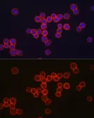 Anti-CD34 antibody used in Immunocytochemistry/ Immunofluorescence (ICC/IF). GTX55558
