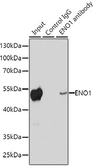 Anti-ENO1 antibody used in Immunoprecipitation (IP). GTX55604