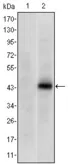 Anti-PAX4 antibody [3C12] used in Western Blot (WB). GTX60387