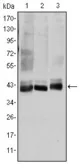 Anti-SEK1 / MKK4 antibody [5H4] used in Western Blot (WB). GTX60399