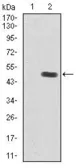 Anti-IGF2 antibody [8H1] used in Western Blot (WB). GTX60630
