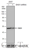 Anti-ENO1 antibody [GT186] used in Western Blot (WB). GTX630506