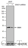 Anti-ENO1 antibody [GT2217] used in Western Blot (WB). GTX630507