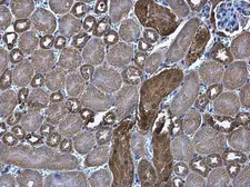 Anti-Cytochrome C antibody [GT577] used in IHC (Paraffin sections) (IHC-P). GTX633691