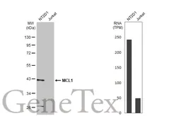 Anti-MCL1 antibody [HL1544] used in Western Blot (WB). GTX637019