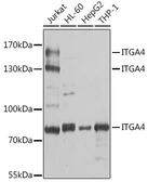 Anti-Integrin alpha 4 antibody used in Western Blot (WB). GTX64399