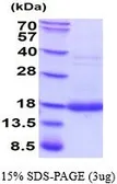 Human G-CSF protein (active). GTX67010-pro