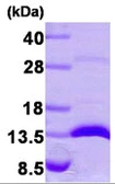 Human Galectin 1 protein. GTX67520-pro