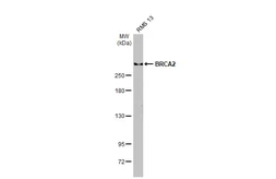 Anti-BRCA2 antibody [5F6] used in Western Blot (WB). GTX70123
