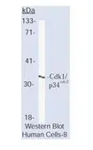 Anti-CDC2 antibody [A17.1.1] used in Western Blot (WB). GTX72309