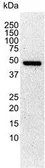 Anti-Tubulin antibody [YL1/2] used in Western Blot (WB). GTX76511