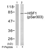 Anti-HSF1 (phospho Ser303) antibody used in Western Blot (WB). GTX79051