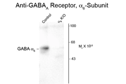 Anti-GABA A Receptor alpha 6 antibody used in Western Blot (WB). GTX82684