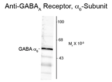 Anti-GABA A Receptor alpha 6 antibody used in Western Blot (WB). GTX82685