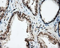 Anti-PTPRE antibody [4B2] used in IHC (Paraffin sections) (IHC-P). GTX83763