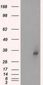 Anti-LDHA antibody [2D11] used in Western Blot (WB). GTX84227