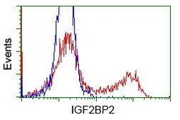 Anti-IGF2BP2 antibody [3G7] used in Flow cytometry (FACS). GTX84303